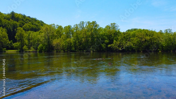 Obraz Geese in the river