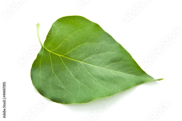 Obraz Lilac leaf