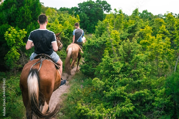 Fototapeta A group of riders on horseback is walking along a trail in the woods. A riders on horseback are walking through a large green forest.