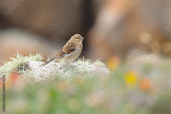 Obraz Rock Pipit on rocks