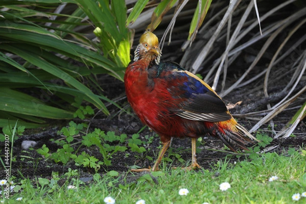 Obraz Golden Pheasant