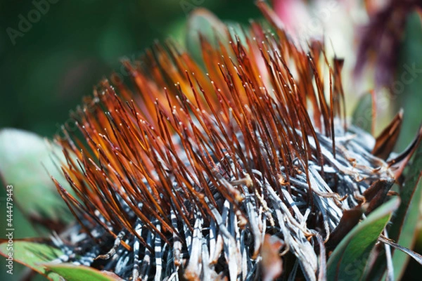 Fototapeta Close up of an exotic flower