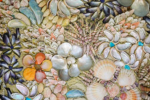Fototapeta Collection of sea shells