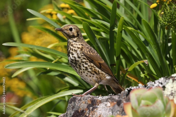 Fototapeta Songthrush