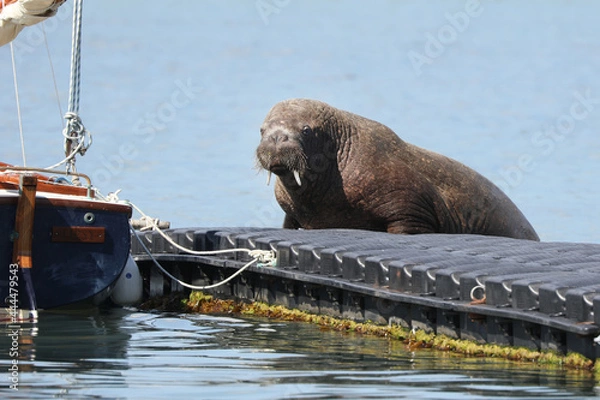 Fototapeta Wally the Walrus, a recent visitor to the Isles of Scilly