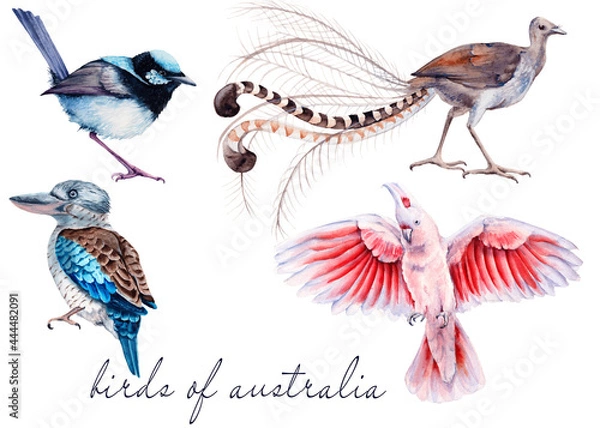 Obraz Australian bird. Isolated on a white background.