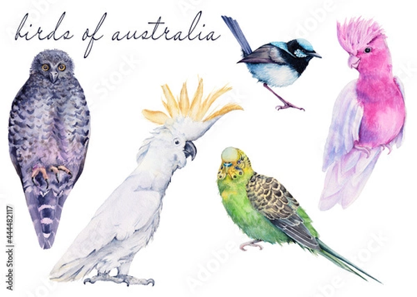 Obraz Australian bird. Isolated on a white background.