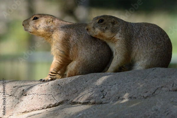 Obraz prairie dog on the ground