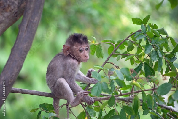 Fototapeta 可愛いサル