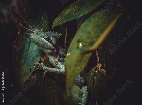 Fototapeta lizard on a tree