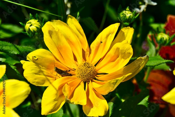 Fototapeta An insect on a yellow daisy flower with a bokeh background of green leaves. Life, well-being, hope, happiness, work, love, care concepts