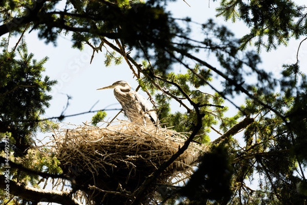 Fototapeta Heron In A Nest