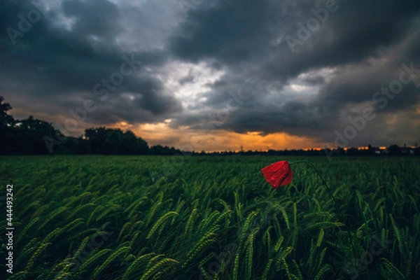 Fototapeta After a thunderstorm