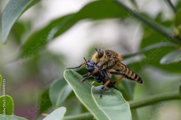 Obraz アメリカミズアブを捕食するシオヤアブ雌
