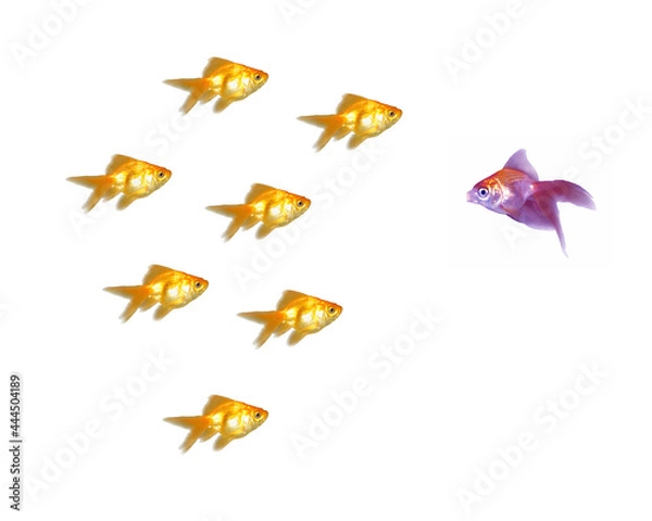 Fototapeta Team Management