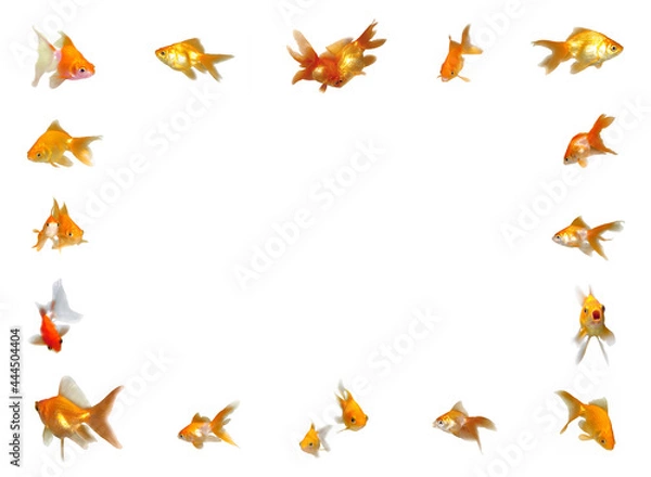 Fototapeta Goldfishes Set (Frame Background)