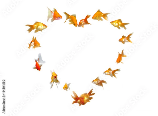 Obraz Goldfishes Set (Heart Shaped Frame Background) - Wedding Invitation