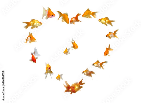 Fototapeta Goldfishes Set (Heart Shaped Frame Background) - Wedding Invitation