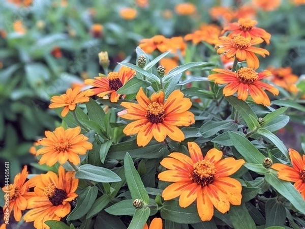 Obraz orange chrysanthemum flowers