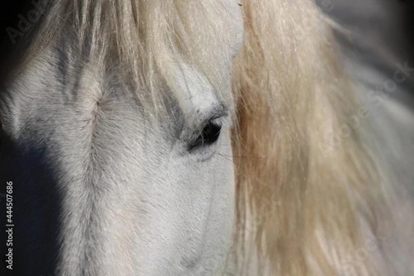 Obraz CAVALLI CHAMARGUE ISOLA DELLA CONA