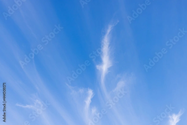 Fototapeta 青い空に生える白い筋状の雲