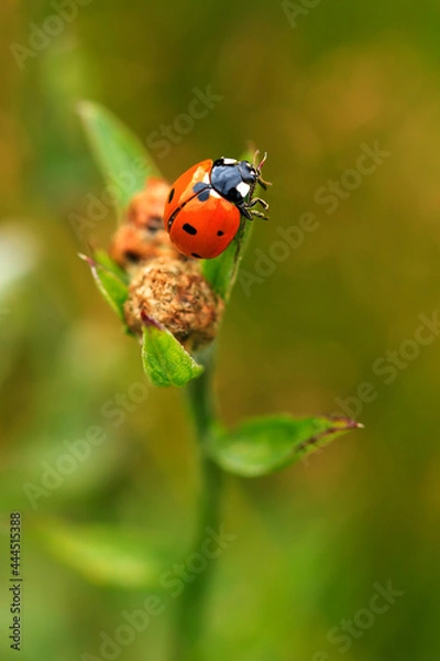 Obraz ladybug
