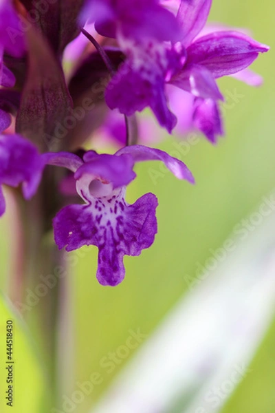 Obraz Orchis mâle