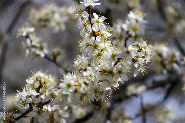 Obraz fleurs de cerisier 