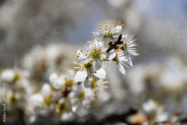 Obraz fleurs de cerisier 