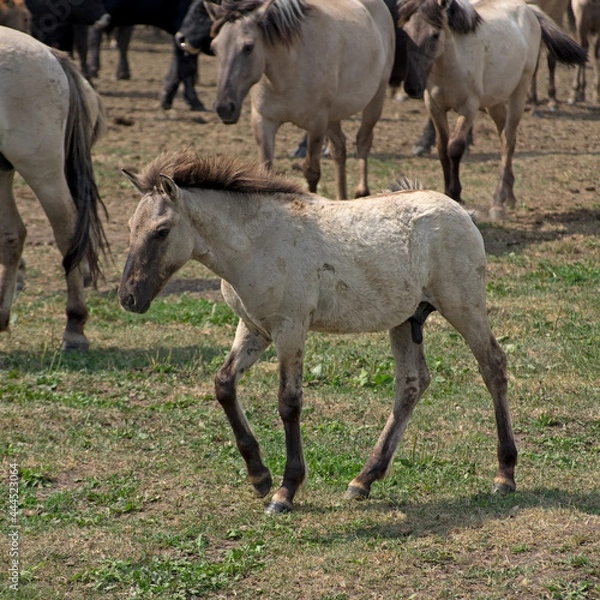 Obraz Foal of a Free-ranging wild horse breed The Konik grazing in the Dunduru meadows, Latvia. Polish primitive horse like a Tarpan.