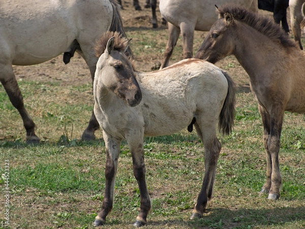 Obraz Foal of a Free-ranging wild horse breed The Konik grazing in the Dunduru meadows, Latvia. Polish primitive horse like a Tarpan.