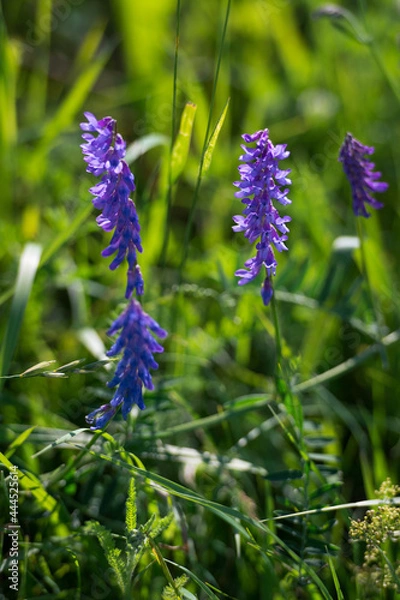Obraz Lavender flowers in the field