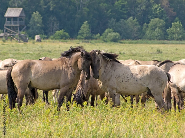 Obraz rub their heads gently two free-ranging horses breed Konik grazing in the Dunduru meadows, Latvia