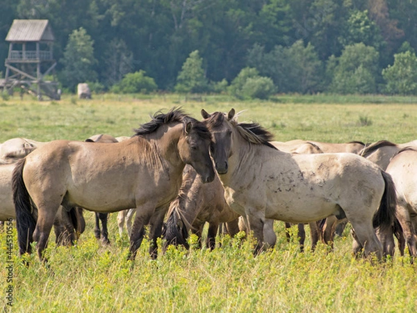 Obraz rub their heads gently two free-ranging horses breed Konik grazing in the Dunduru meadows, Latvia