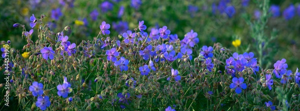 Fototapeta Field pansy (Viola arvensis) in the field