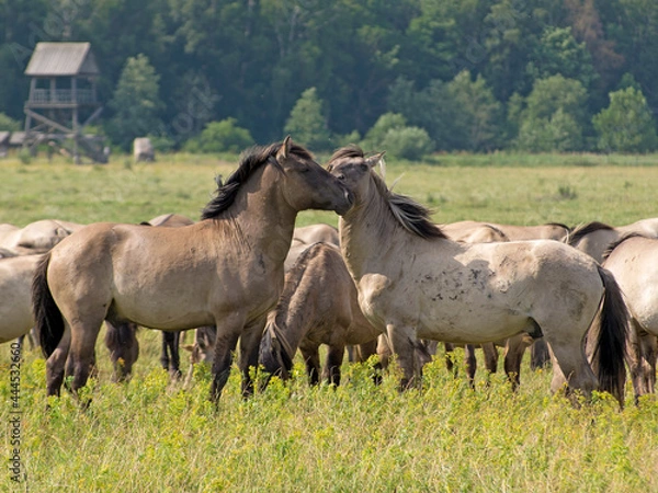 Obraz rub their heads gently two free-ranging horses breed Konik grazing in the Dunduru meadows, Latvia