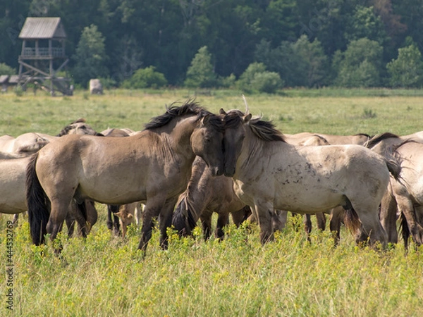 Obraz rub their heads gently two free-ranging horses breed Konik grazing in the Dunduru meadows, Latvia
