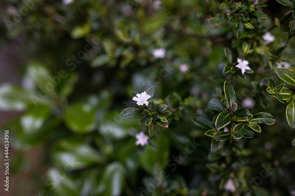 Obraz Small white flowers and leaves