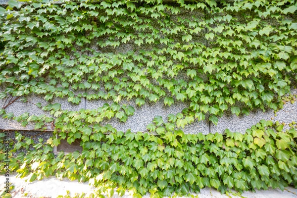 Obraz White wall with ivy