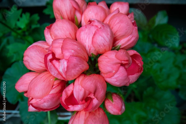 Obraz Pink geranium flowers
