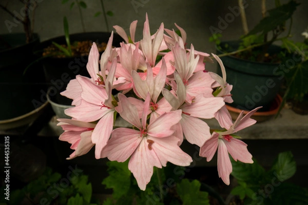 Obraz Pink geranium flowers