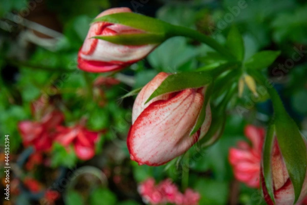 Obraz Pink geranium flowers