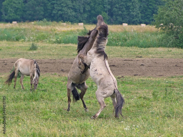 Obraz 
Fight rearing up  two free-ranging horses breed Konik grazing in the Dunduru meadows, Latvia