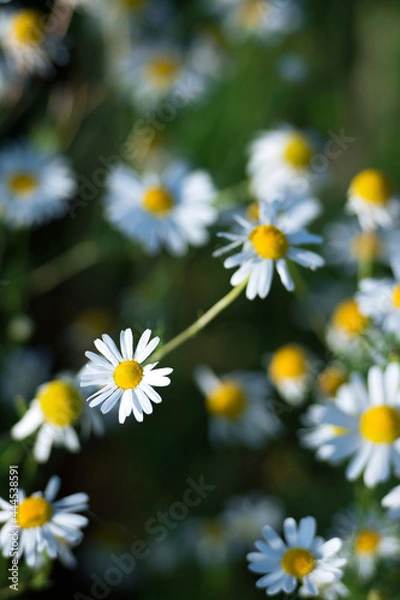 Fototapeta Chamomile flowers in the field