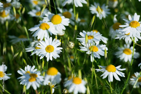 Obraz Chamomile flowers in the field