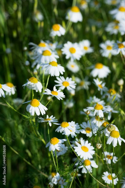 Obraz Chamomile flowers in the field