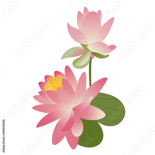Obraz Pink lotus with leaf and bud. Water lily, a beautiful tropical flower. Hand-drawn vector. Asian culture, Japan, yoga, Buddhism. Delicate  petals, a symbol of purity. Spring and summer, wedding decor.
