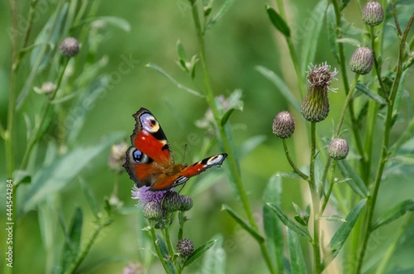 Obraz butterfly on a flower