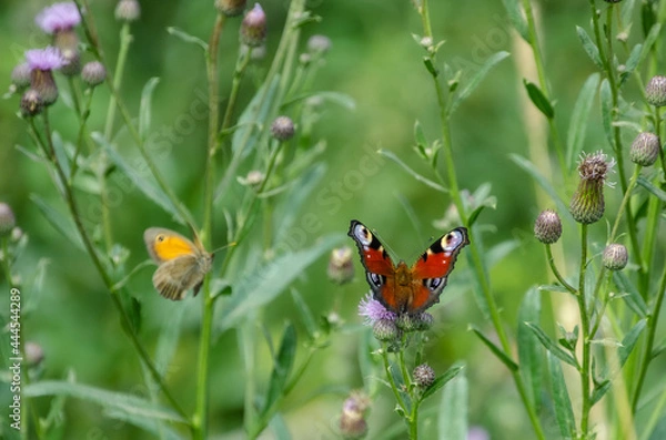 Obraz butterfly on a flower