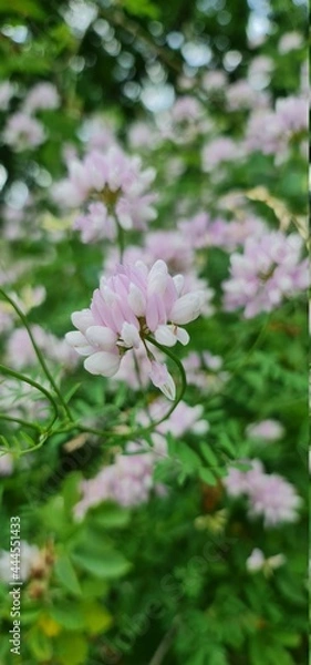 Obraz pink and white flowers